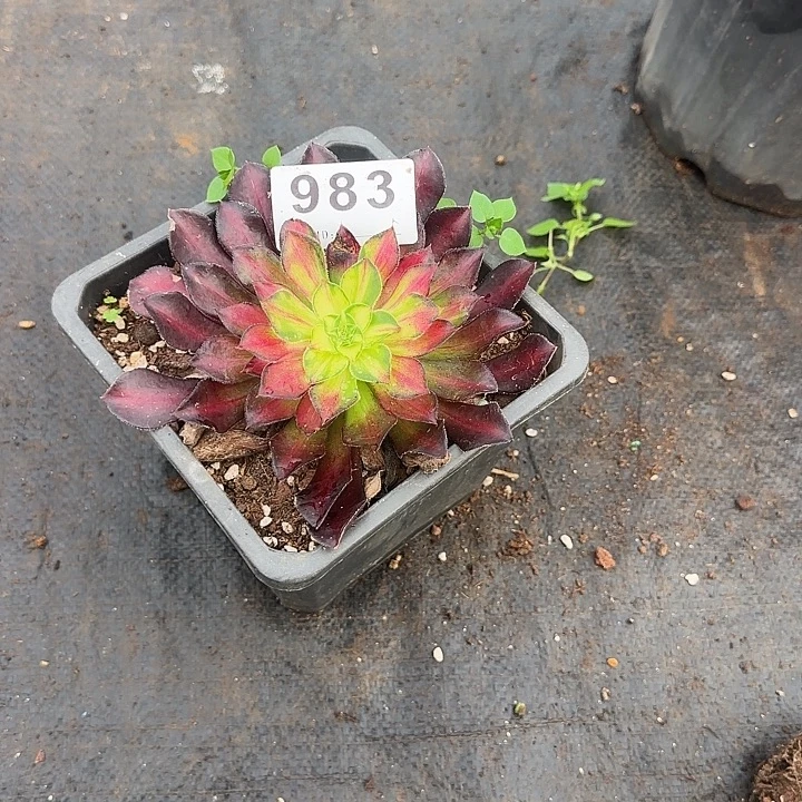 ꧁***꧂精品多肉植物0983