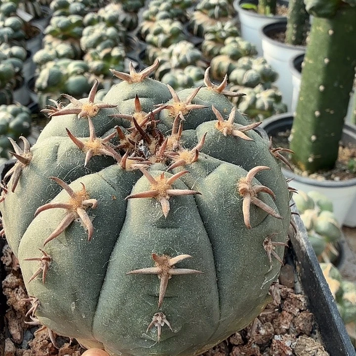 无花朵691实生大猫爪仙人球