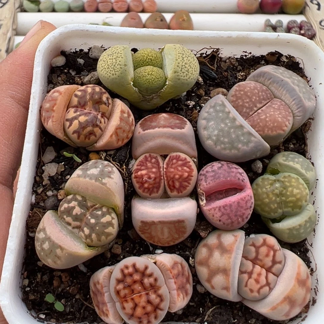 3.8好看的多肉脱土发货618