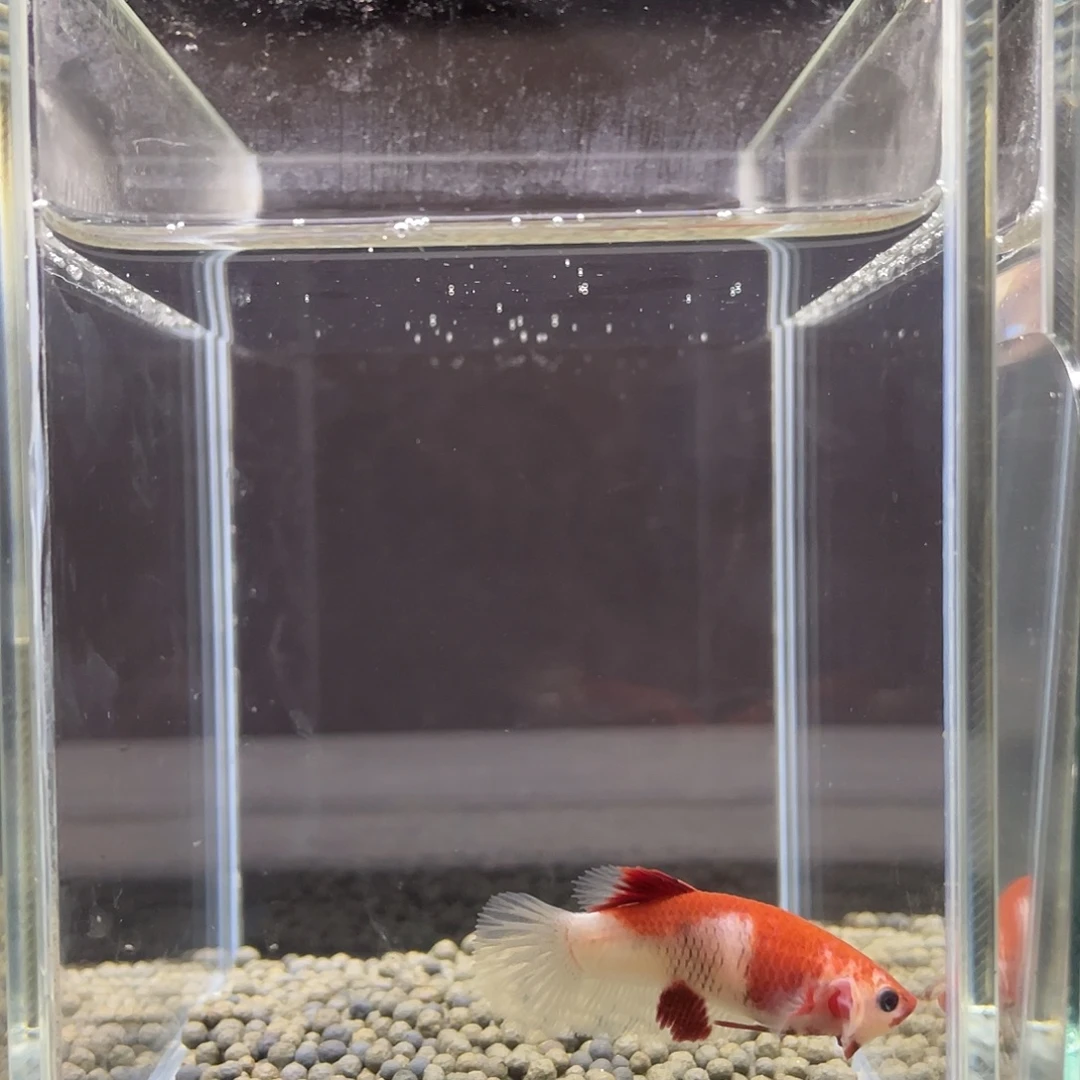 斗鱼5号aoc红肉母