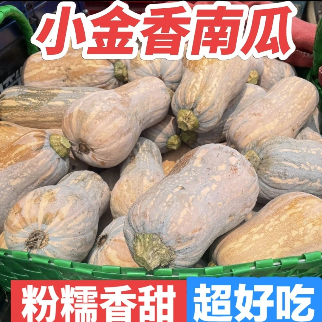 农家自种金香小南瓜黄南瓜老南瓜软糯香甜可作宝宝辅食的蔬菜