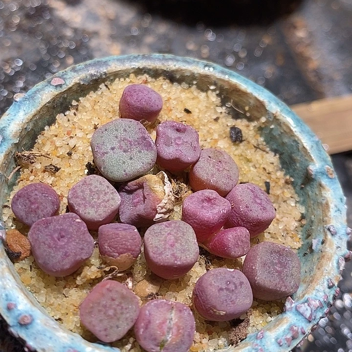 单头紫方碗一颗。