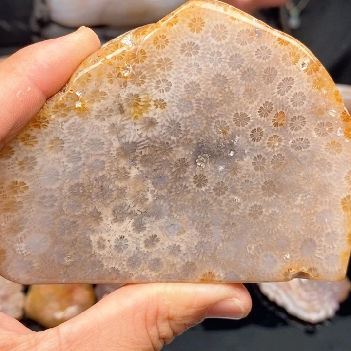 硅化珊瑚（珊瑚玉）手镯未镶嵌