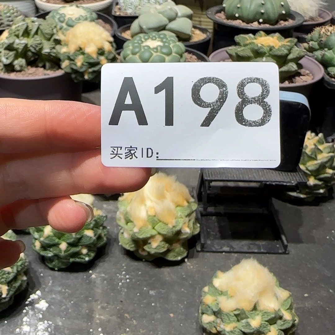 宝***象实生仙人球特价一颗