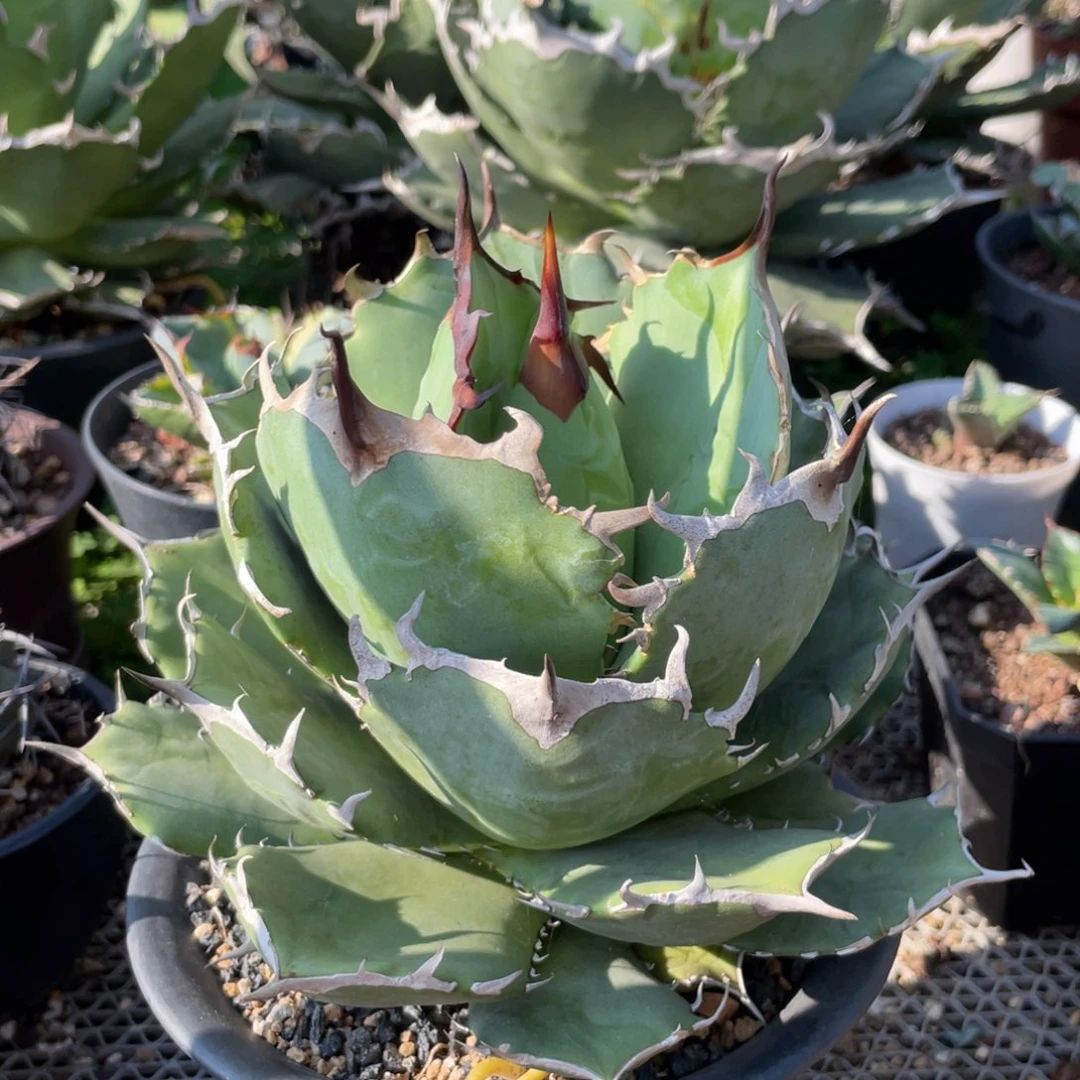 无花朵老家龙舌兰