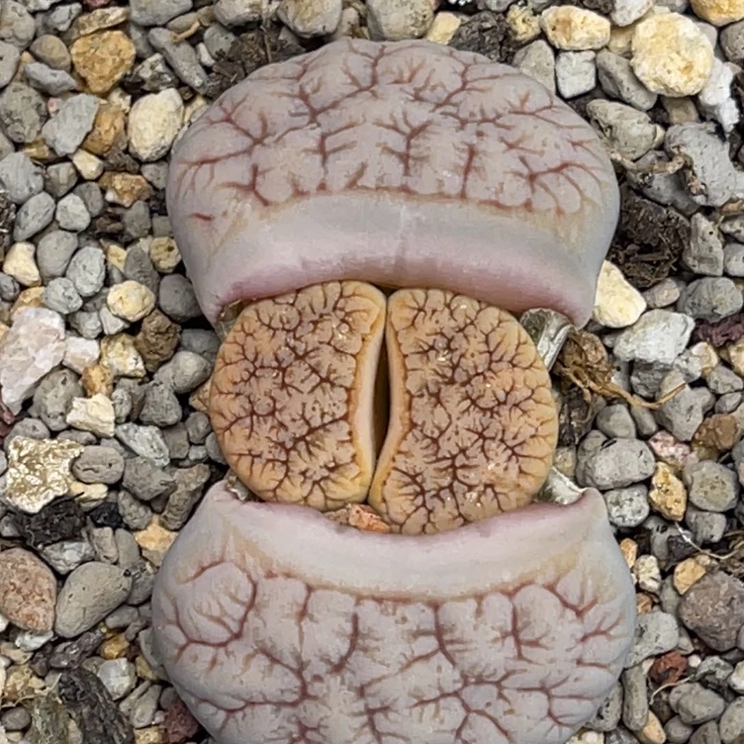 1017拿铁189连纹凹凸尺寸