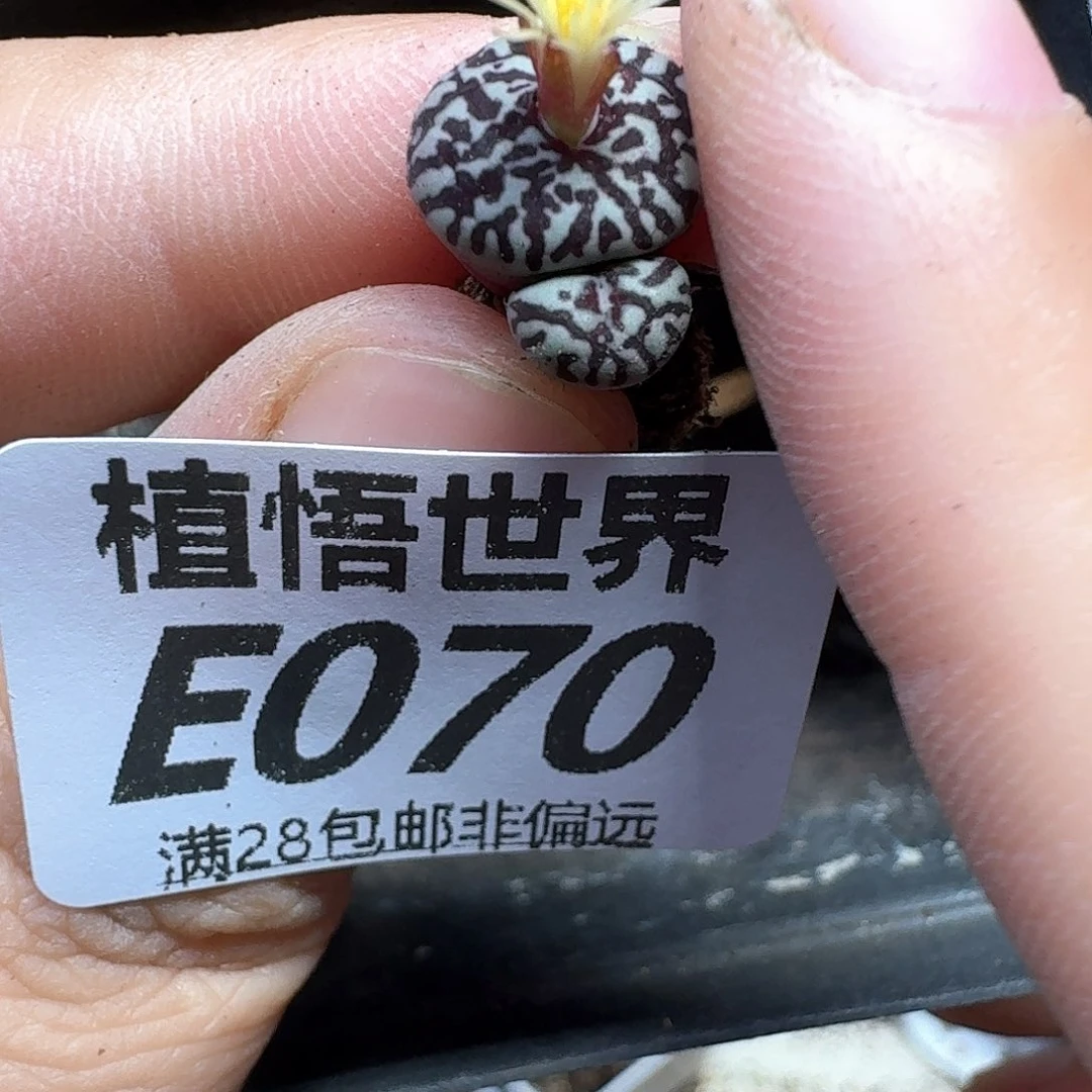 多肉植物的是fgbbn