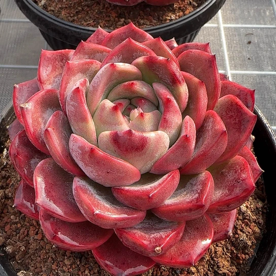 从前慢花园精选0117-东云新品