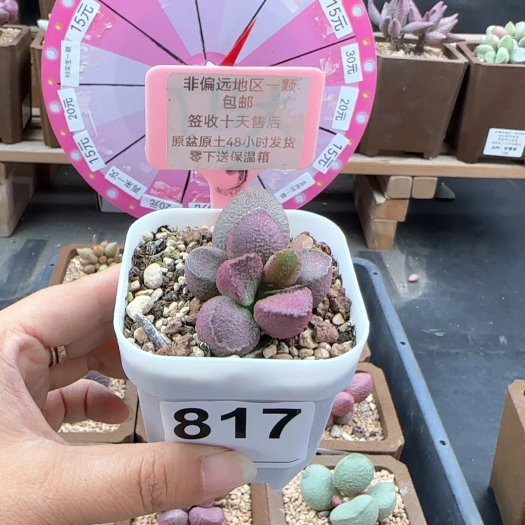 817赛猪肝多肉植物