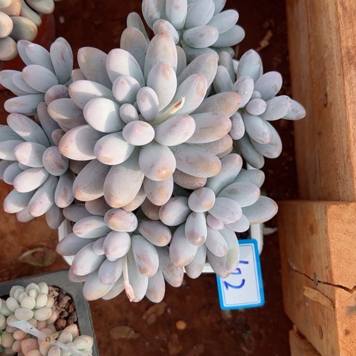 102汤圆平平安安健健康康