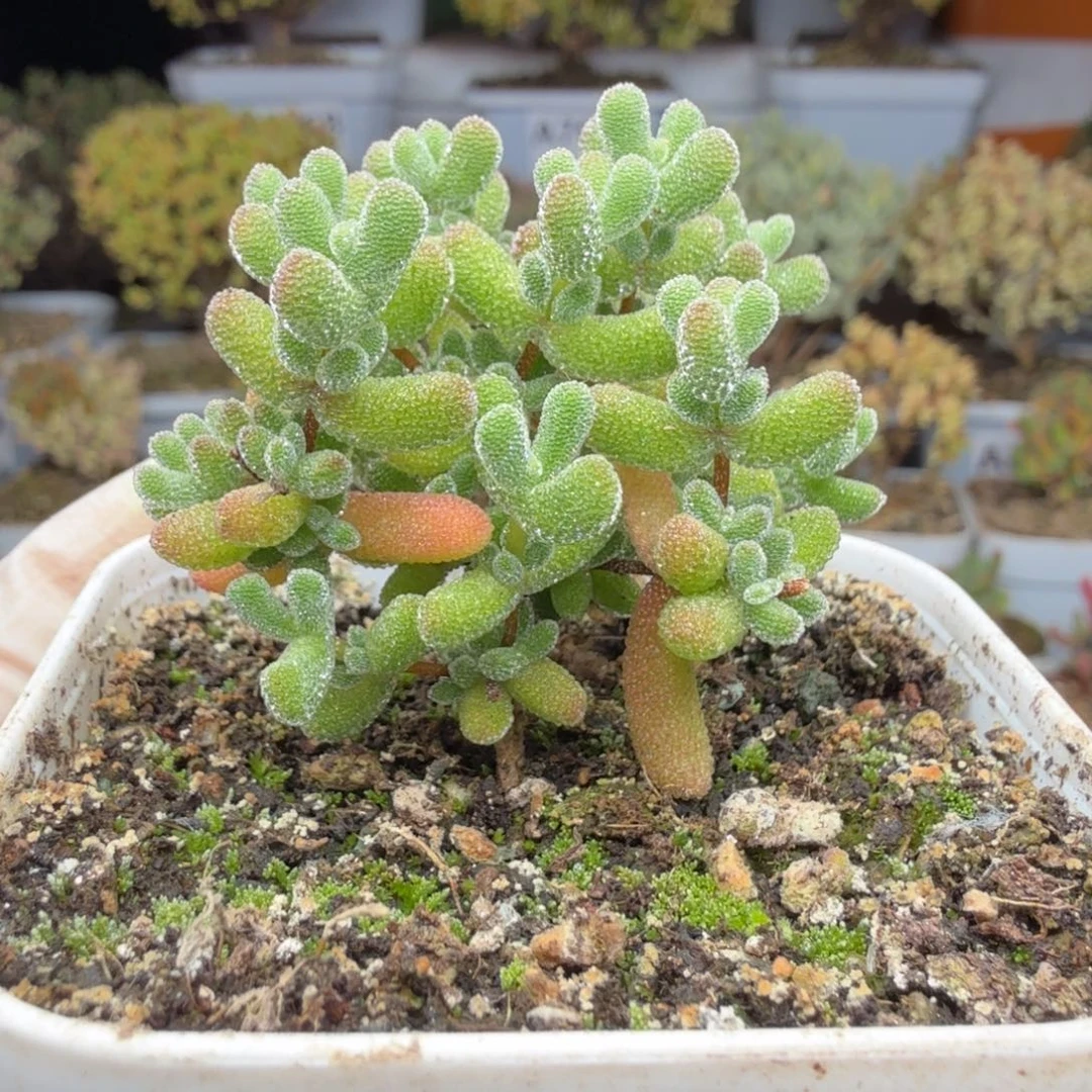 A792冰冰虾枝干一物一拍