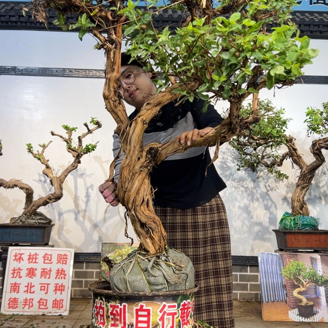 完全开放金银花8888