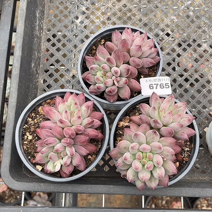 淘****阿雅园艺。        6765