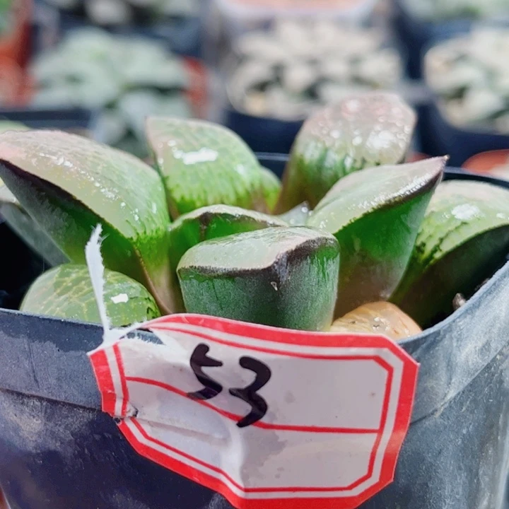 十二卷 实生寿 特选福利