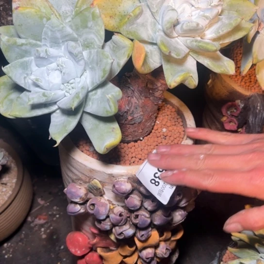 小*谢谢姐姐～一物一拍➕盆