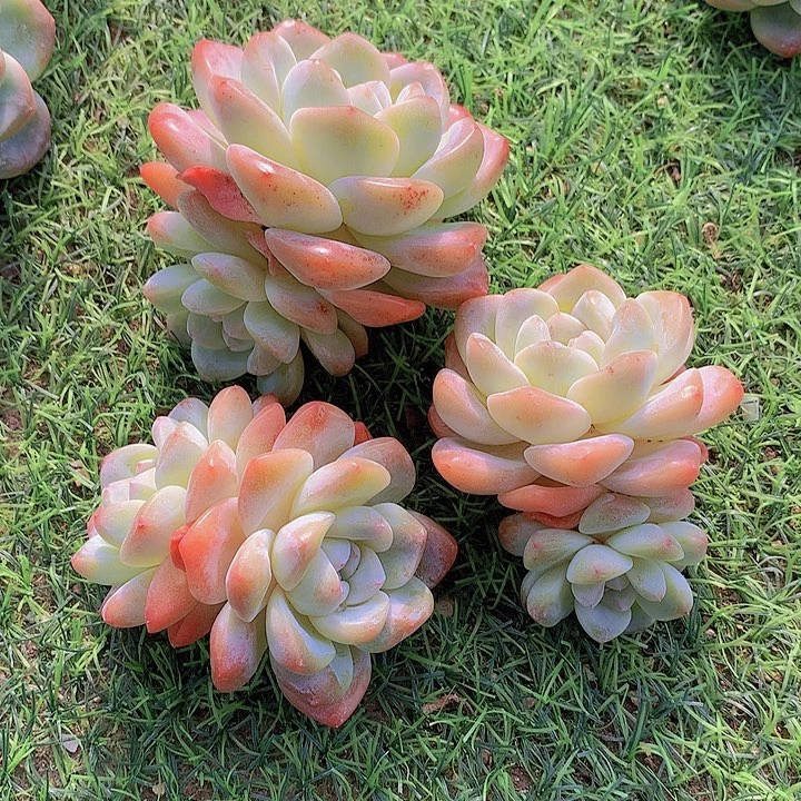 一物一拍，福利3颗老庄冰玉