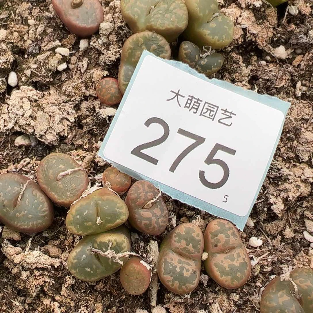 0000275量拍橙子帕迪勋章4颗