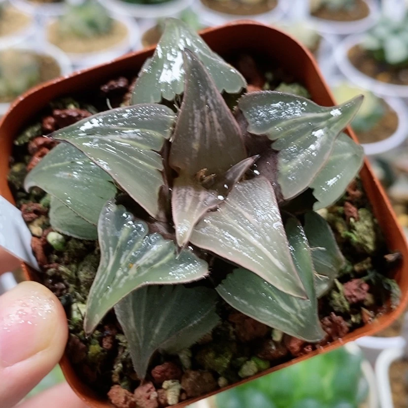 【闪购商品】62泉水