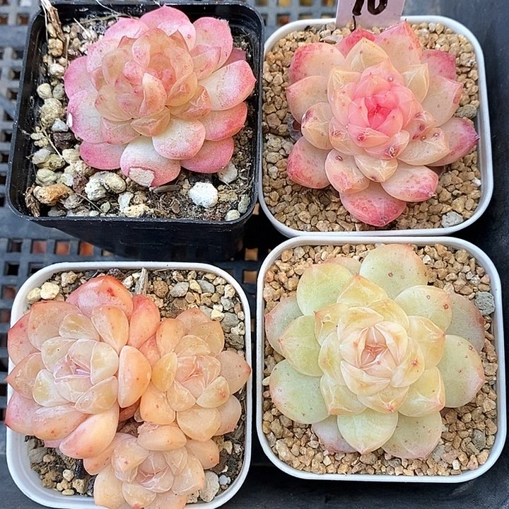 响当当了就很棒哦