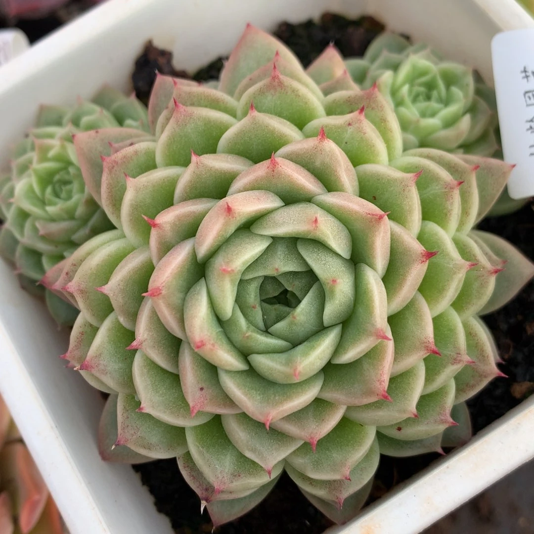 6108散群特价不包整散杂交多肉