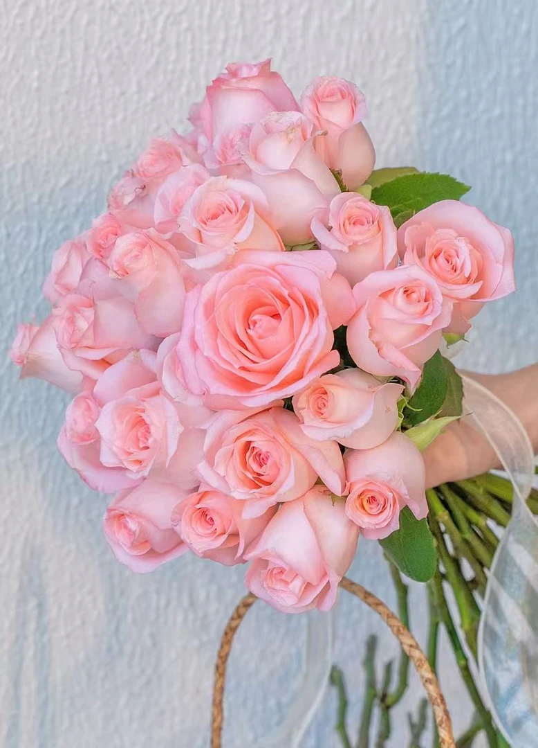 【云季花卉】【戴安娜】粉色玫瑰云南基地直发家用办公室水养装饰鲜花