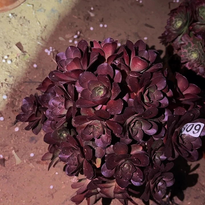 809魅金多肉植物不售后砍头丛林