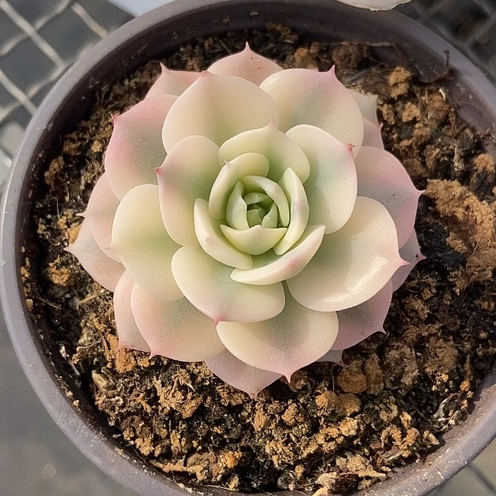 蓝巴黎锦多肉植物