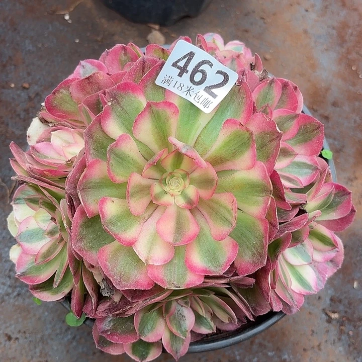 462倾城手捧诺米多肉法师锦不包侧枝断枝