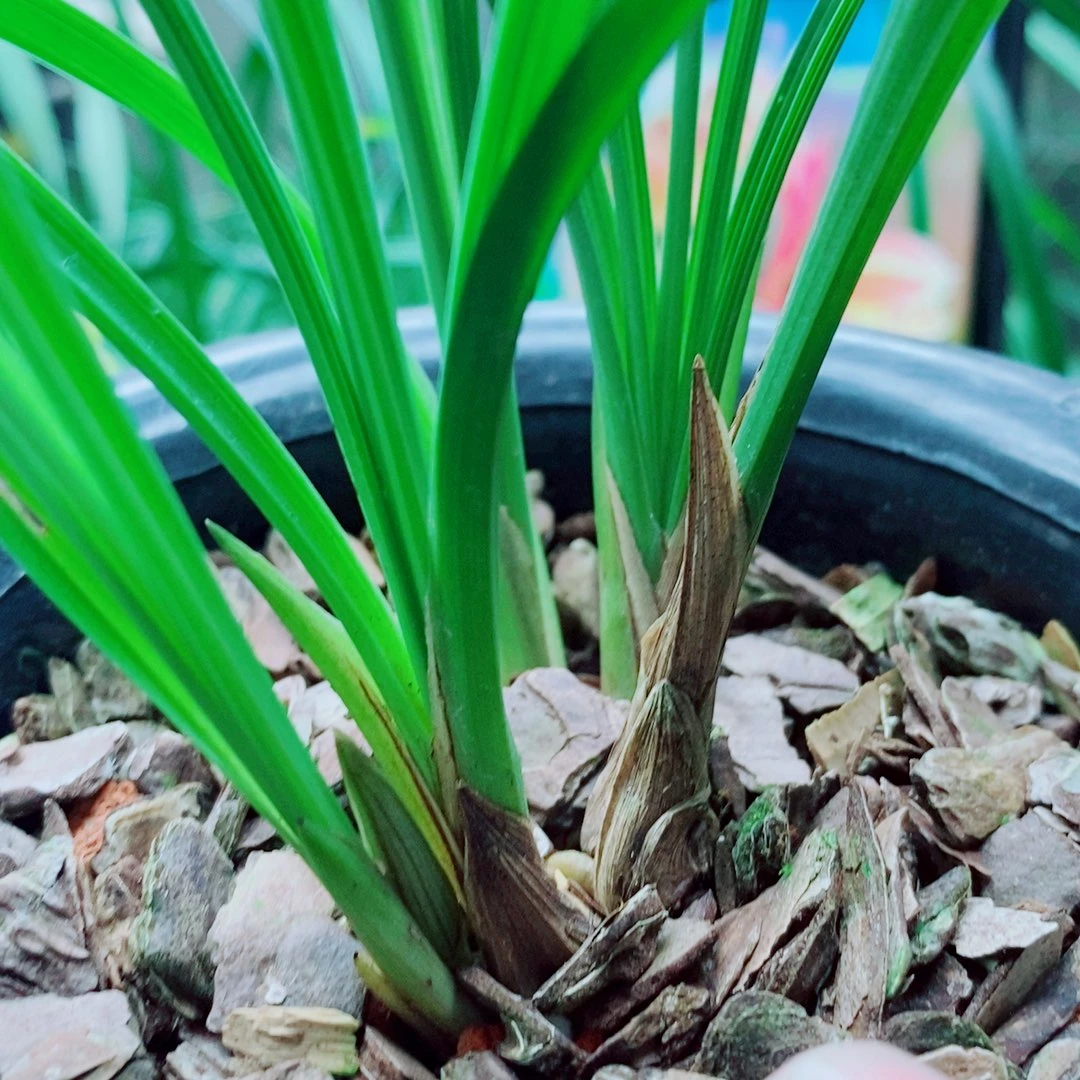 当前无花栽培后可以开花