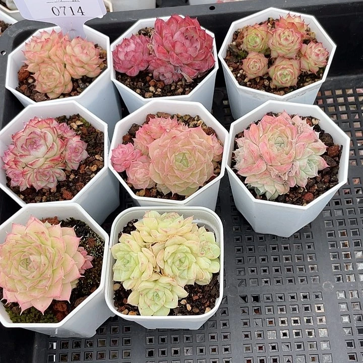 薇薇安园艺多肉0714