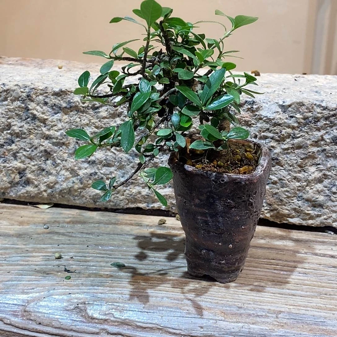 无花朵宝*栀子花