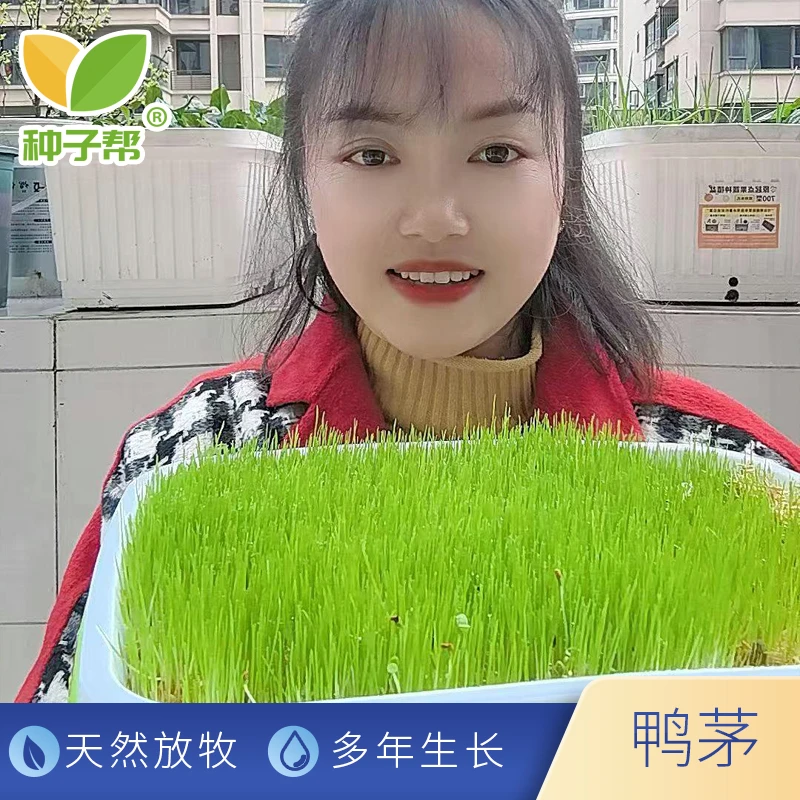 【梅子畜牧用品】鸭茅草种子春秋雨季播种多年生耐阴耐践踏放牧牧草