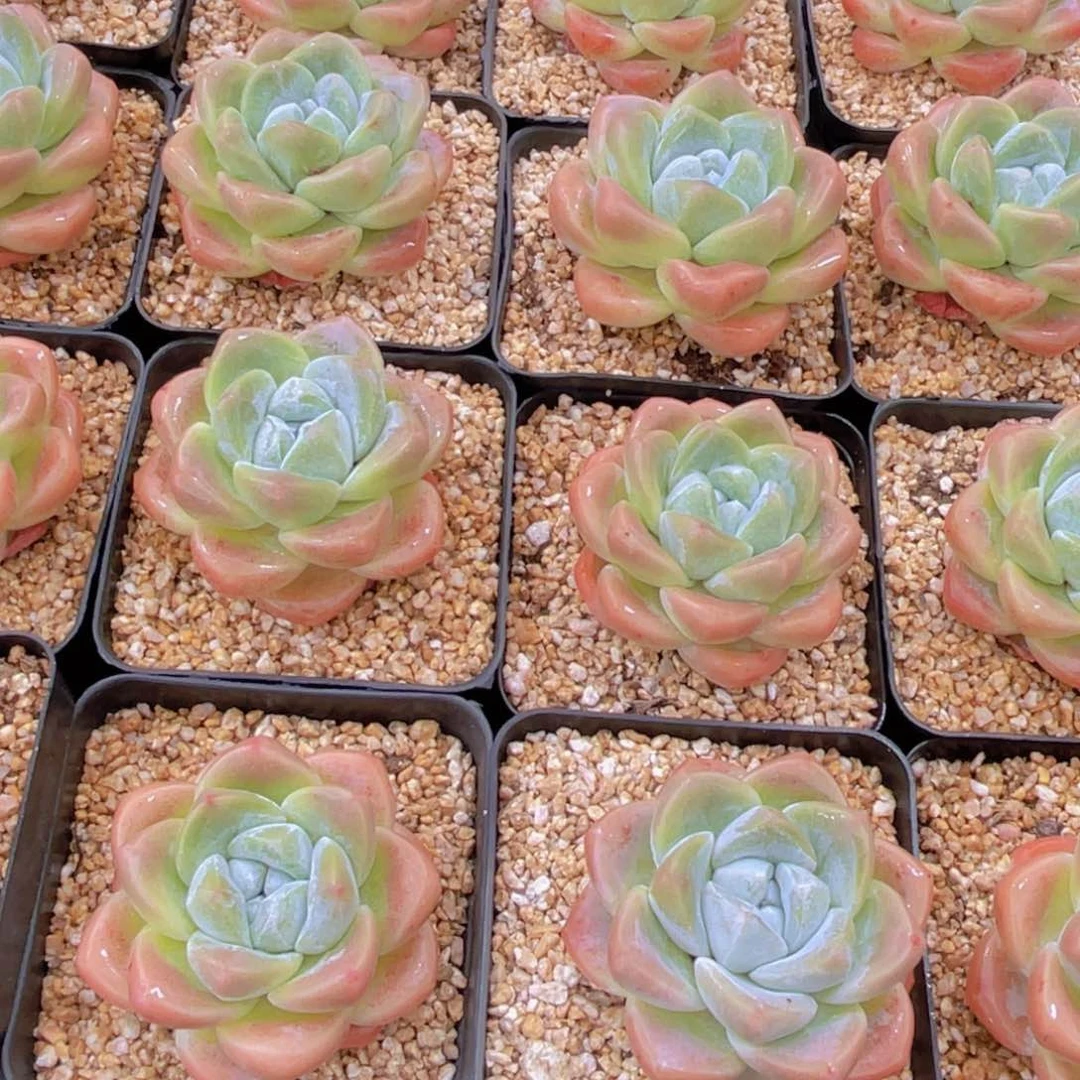 量拍2号 肥胖樱花钻石冰玉单头一个