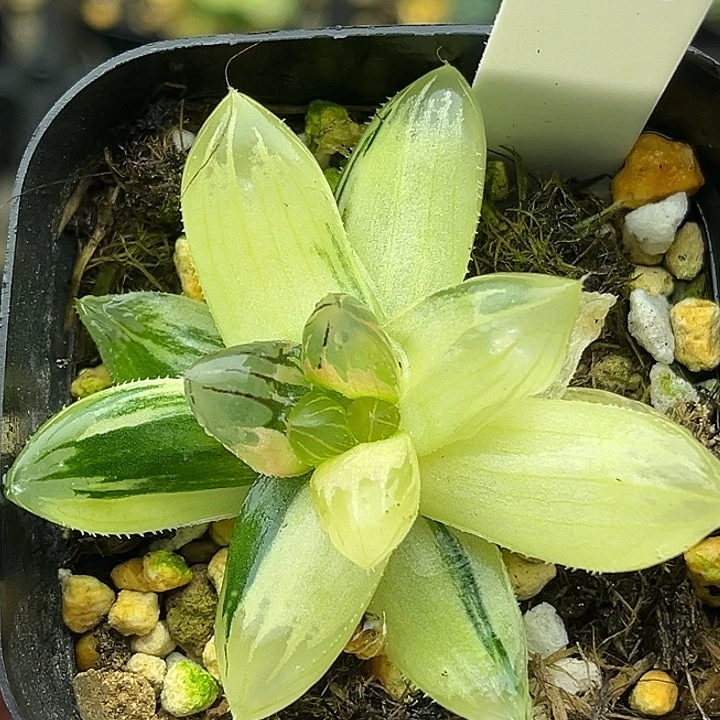 106龙爪玉露锦头家多肉十二卷