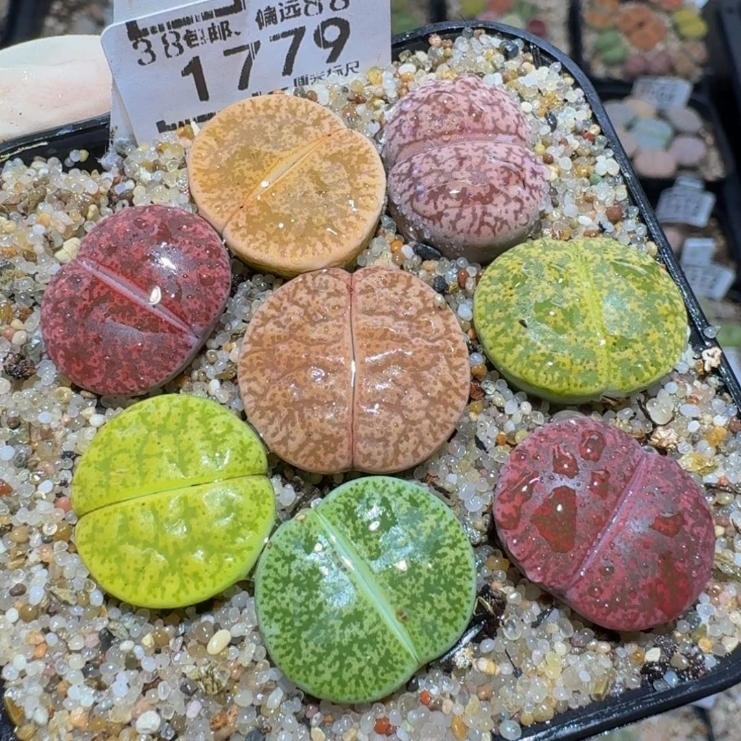 zzzz生石花肉锥1779