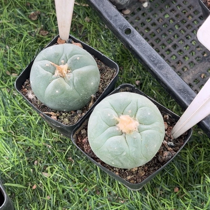 无花朵努****f6101 6000好养皮实好活