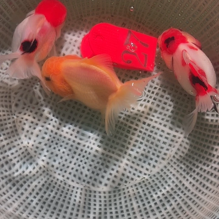 金鱼27号尺寸8-10区间