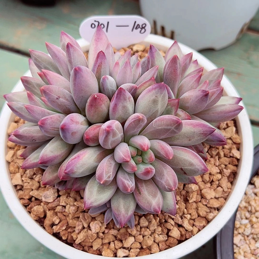 0701-108胖虞群。。。。