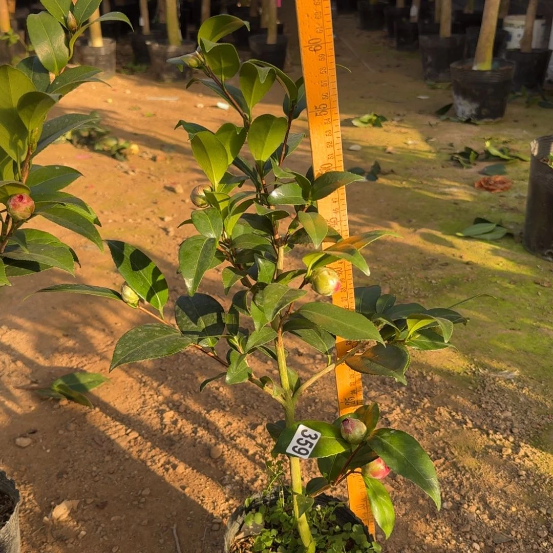 少量花朵（建议范围：2朵-5朵 或40%以下）359伯拜范