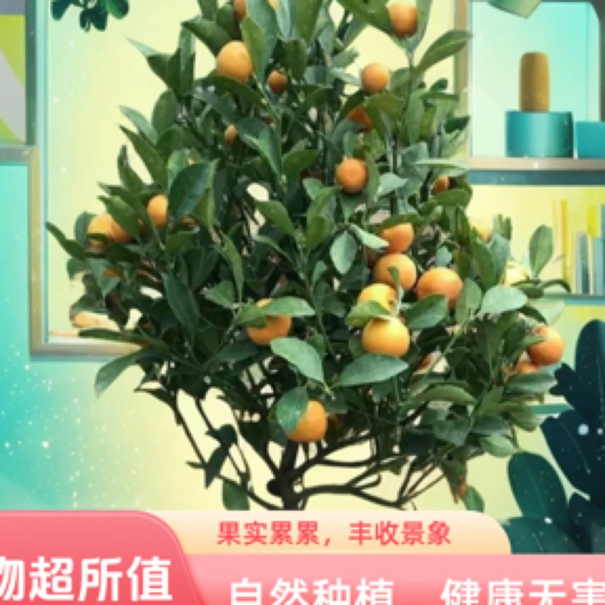 秋冬季新款单衣时尚舒适适合直播展示
