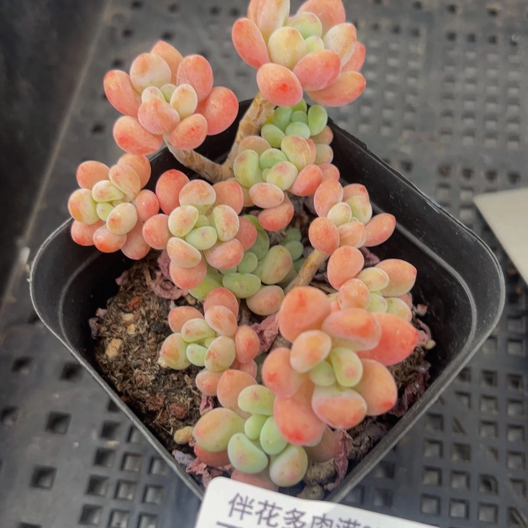 414-鱼子酱多肉7cm