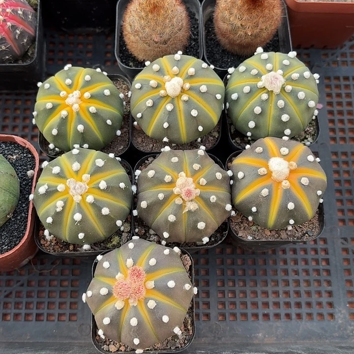 南瓜球仙人球仙人球