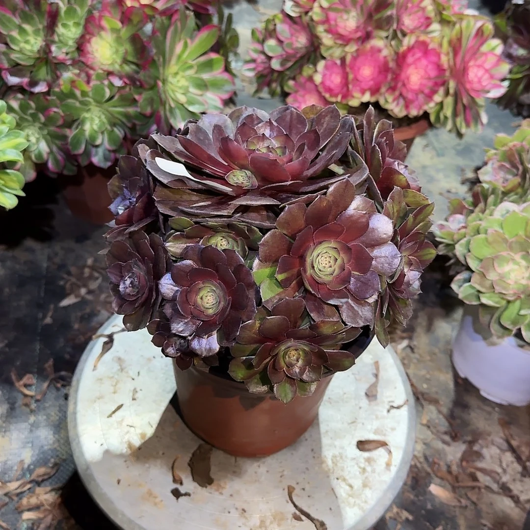 多肉植物红魔0613