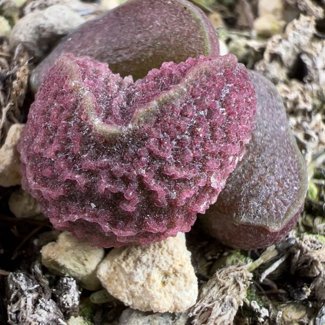 红色腰子实生新品多肉植物水泡