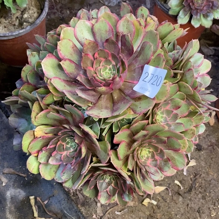 粉花妖多肉断头不包2720