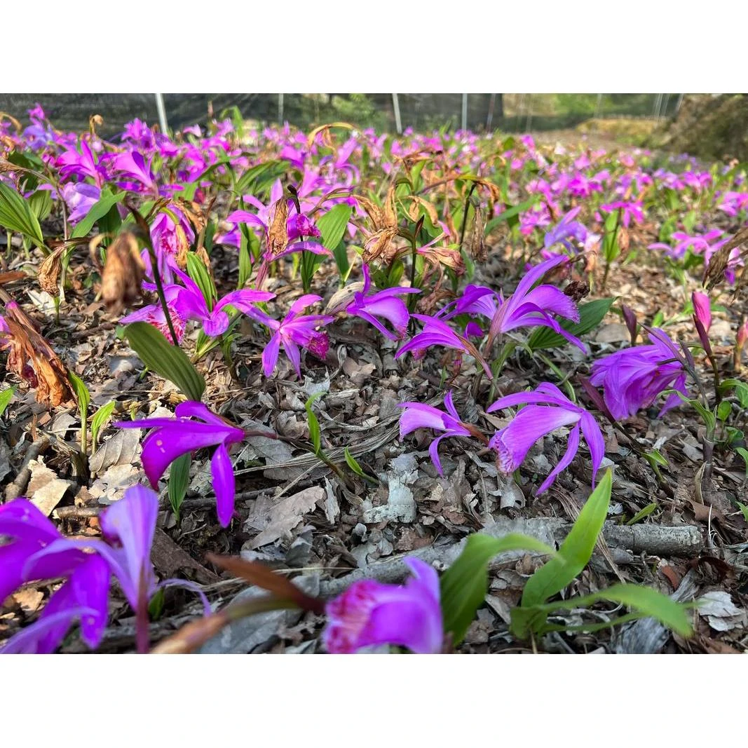 带花苞易养活的冰球子（独蒜兰）盆栽适合办公室阳台