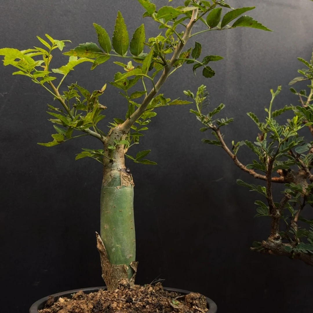 蜘***芳香裂榄带盆土