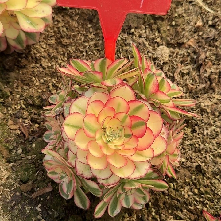 5-47荔枝多肉法师