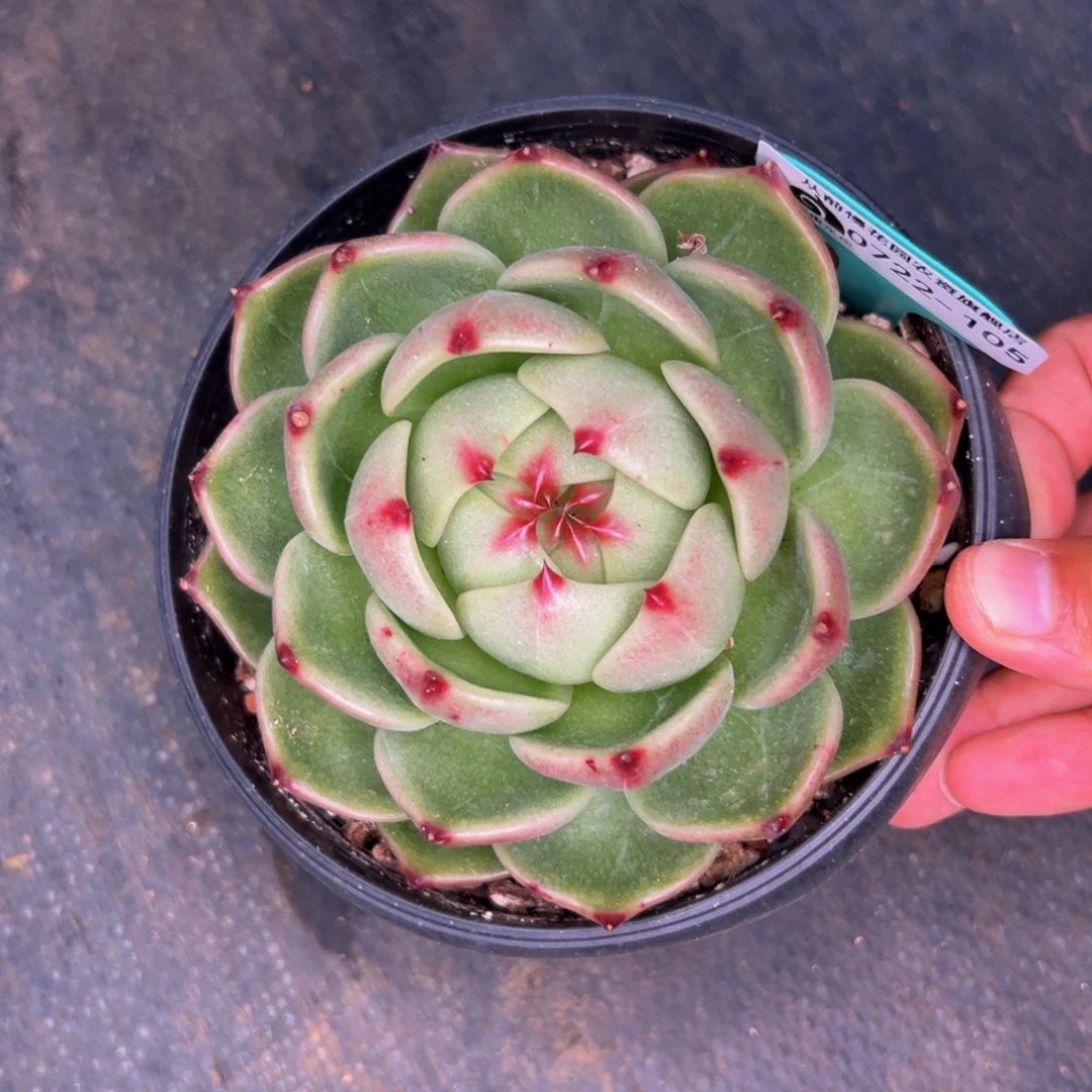 飞**天多肉一物一拍0722-105