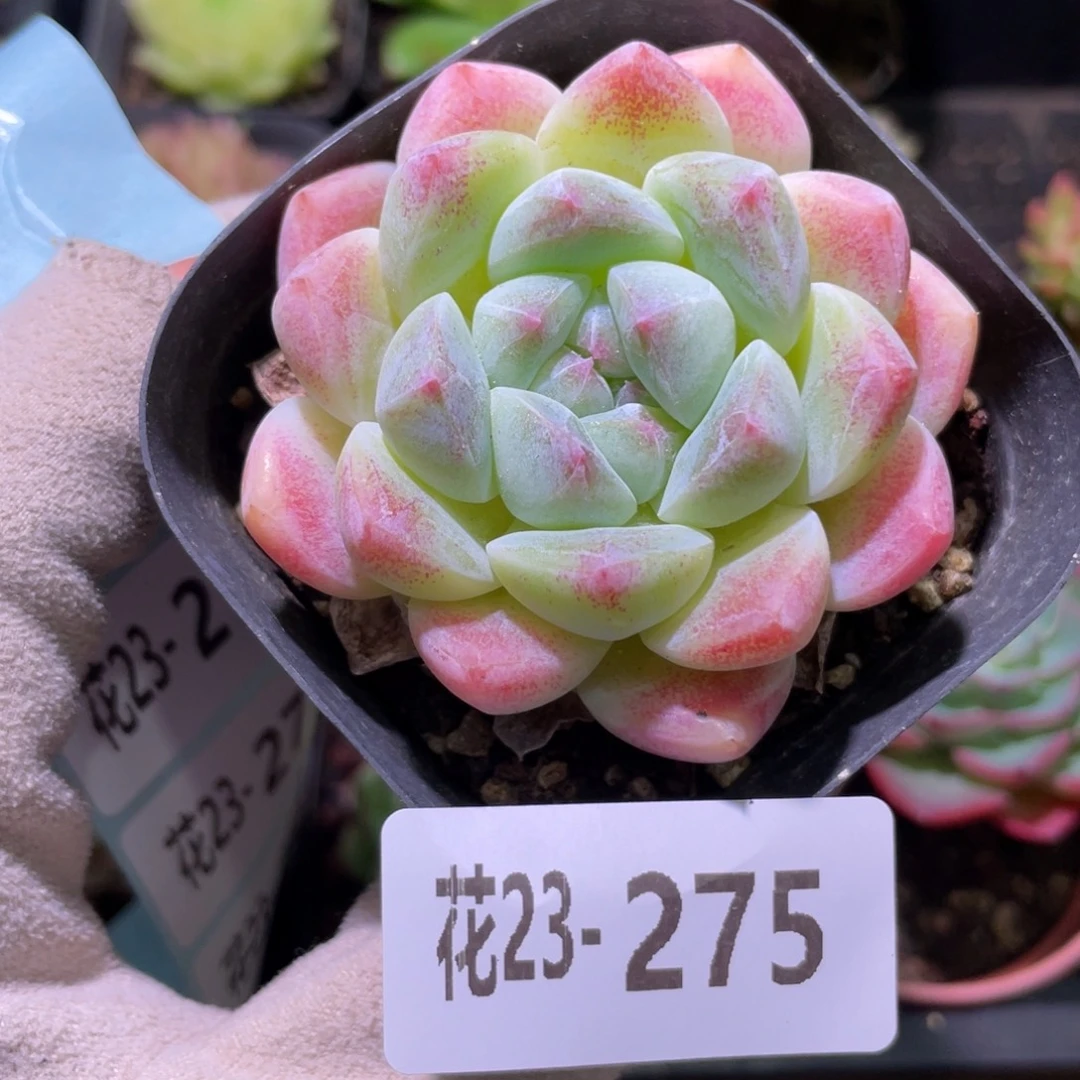 花利美23-275冰糖